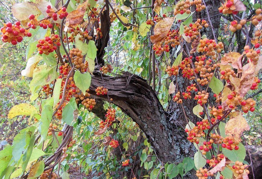 Invasive Species Management Plan Brodhead Watershed Association