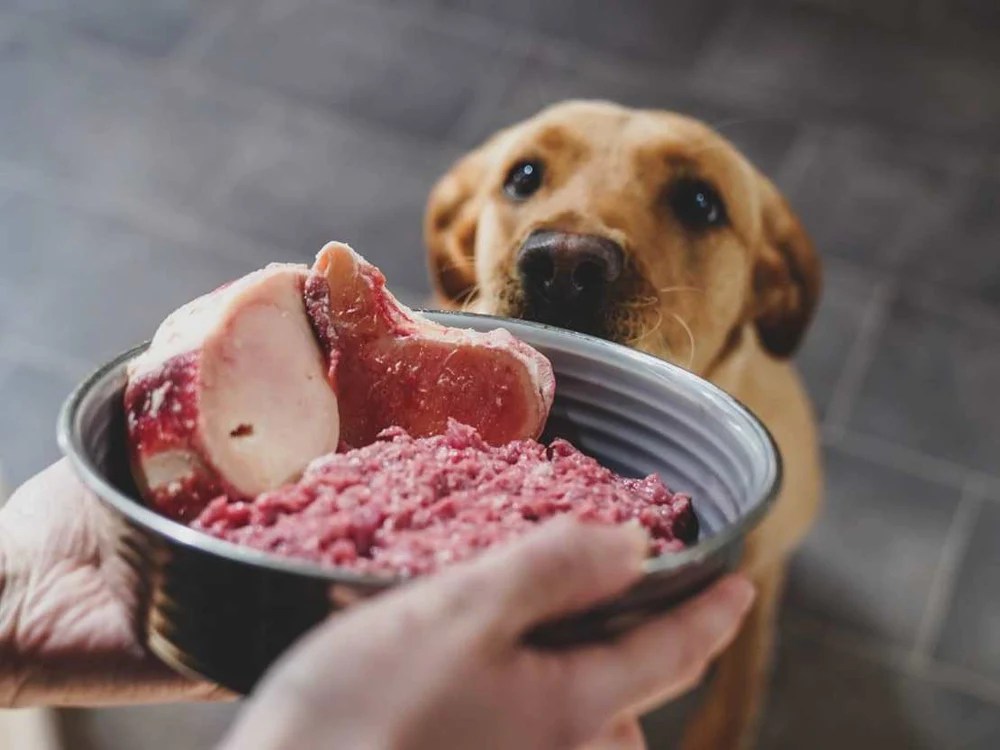 BARF vs. Prey Model Raw Diets for Dogs Understanding the Differences