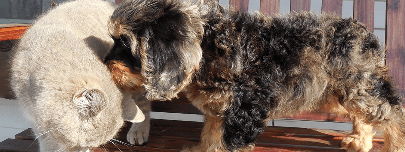 Cockapoo Breeders in Ohio [2024] List of 8 Local Breeders