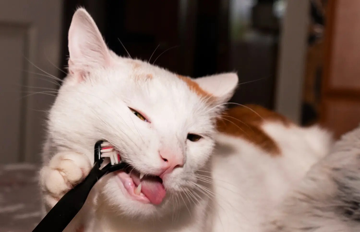 Why Cats Bite Themselves While Grooming Tips for Caregivers Brofa