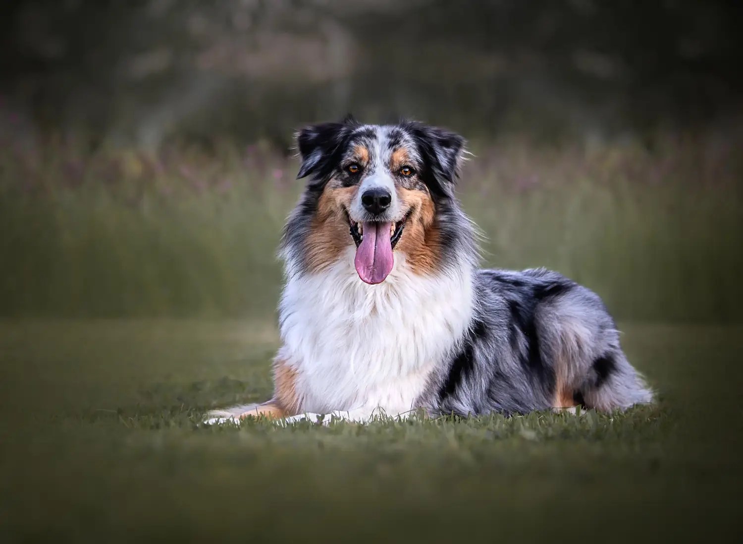 Choosing the Right Clipper for Your Australian Shepherd Brofa