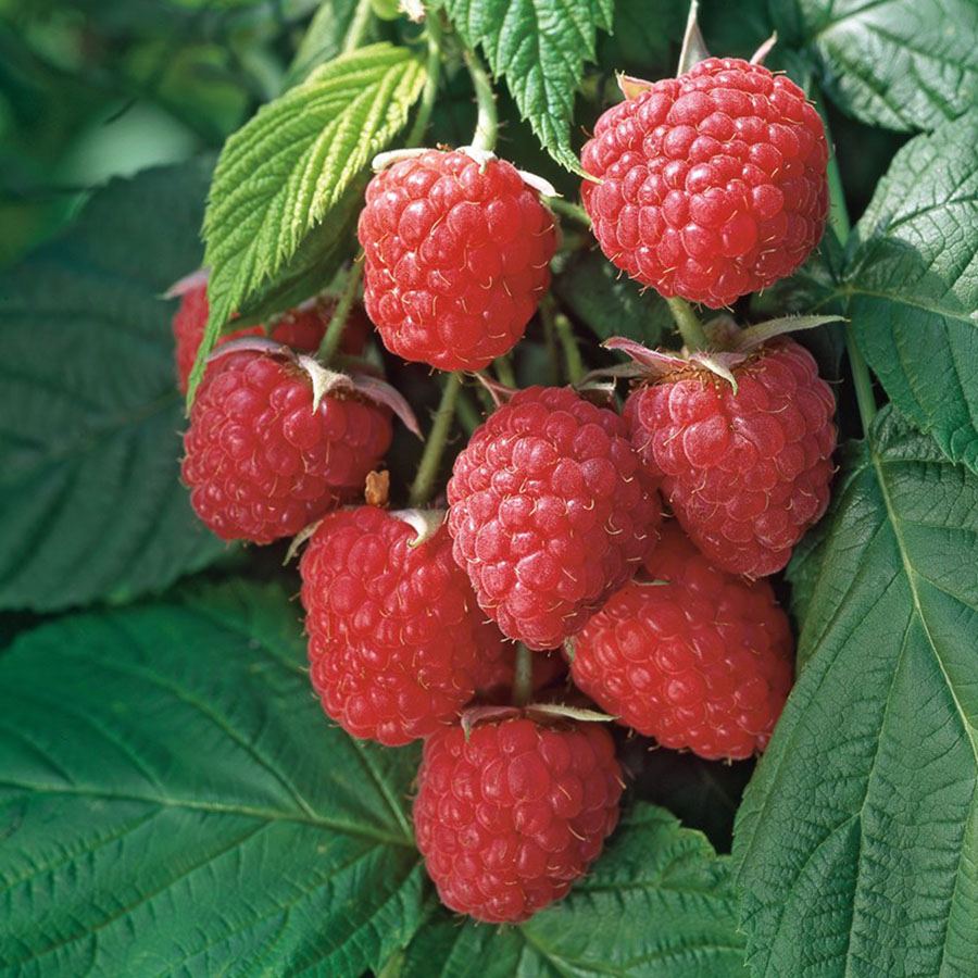 Autumn Bliss Raspberries When To Plant Raspberry
