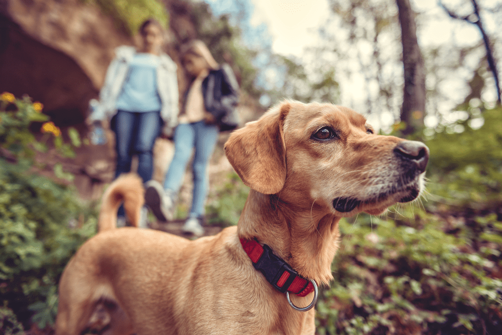 DogFriendly Vacations in Broken Bow, OK Broken Bow Cabin Lodging