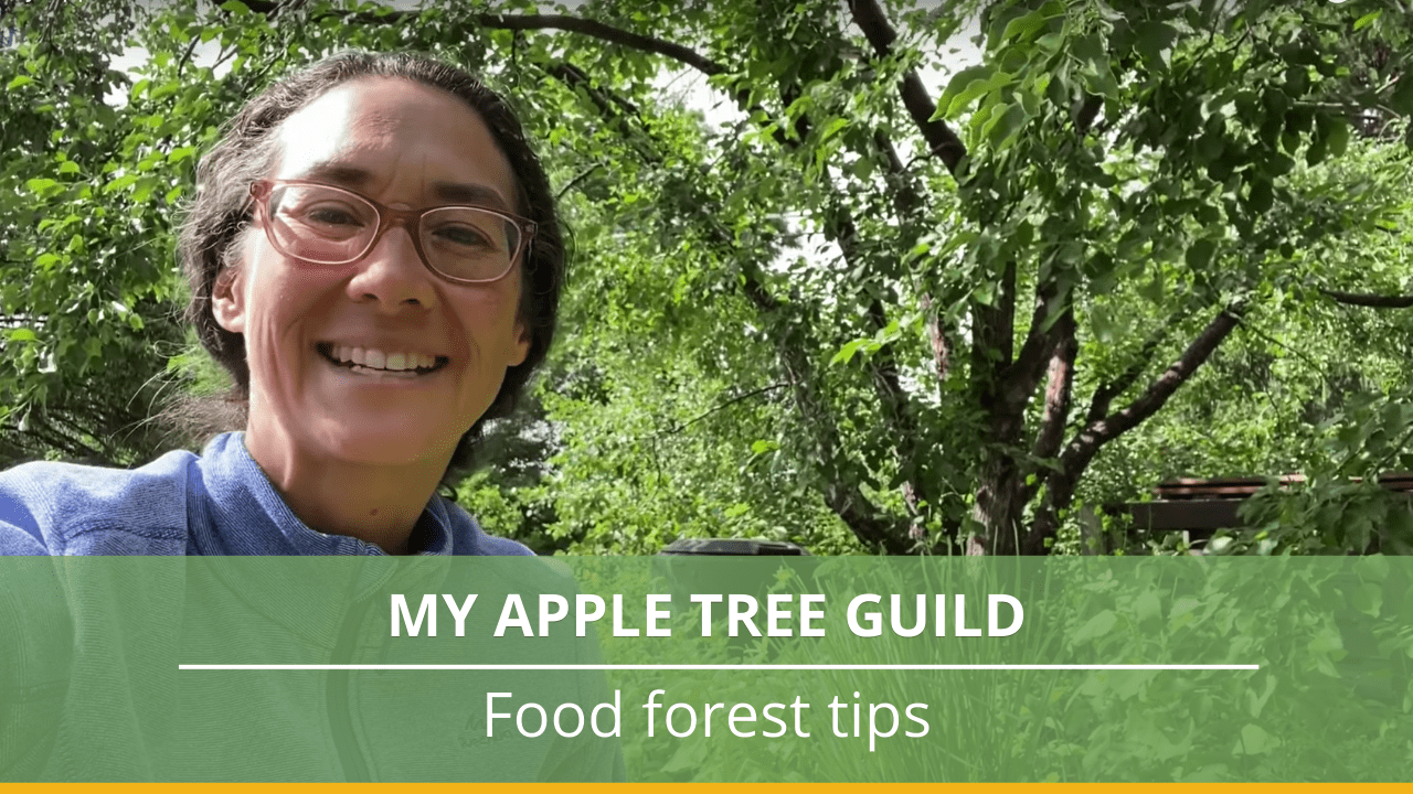 My apple tree guild Broken Ground Permaculture