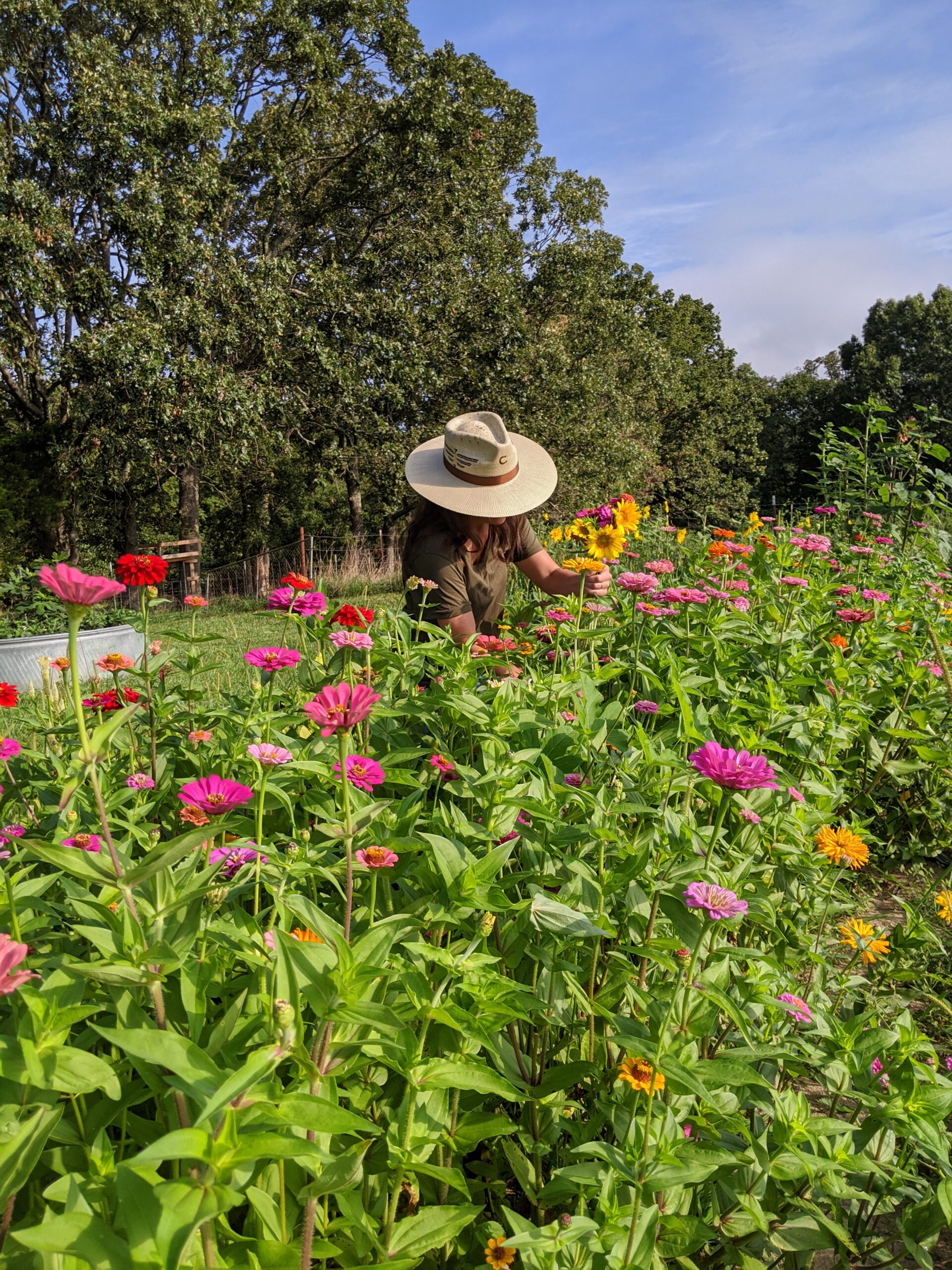 Growing a Zinnia Patch