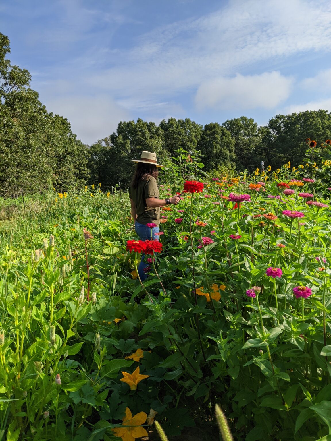 Growing a Zinnia Patch
