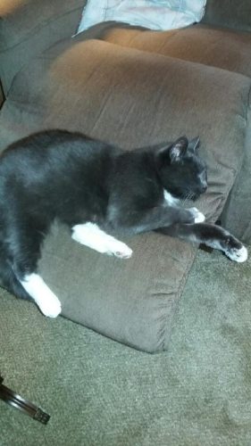 DINA adopted! Broken Promises Rescue