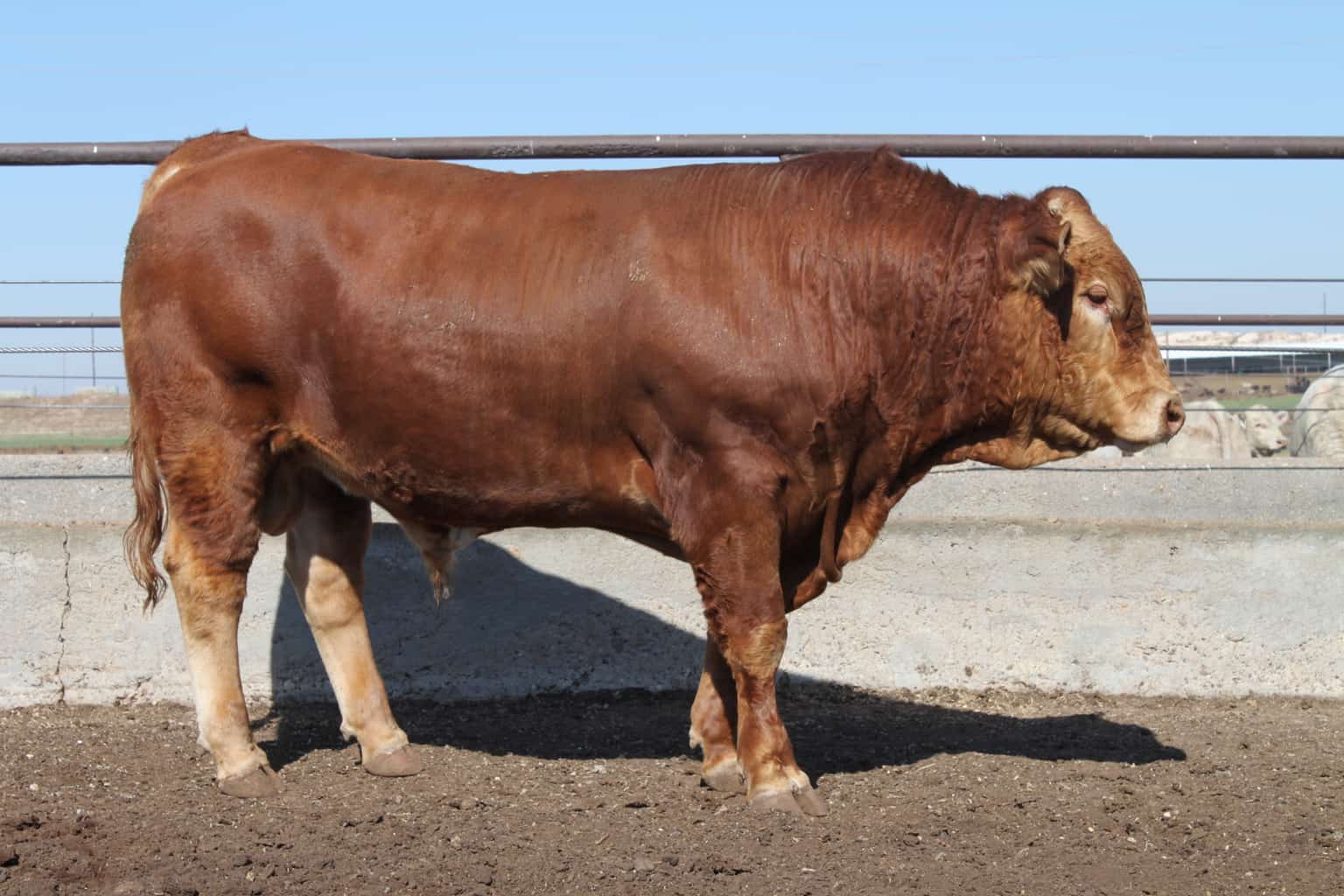 Akaushi Beef Cows for Sale Canyon Texas