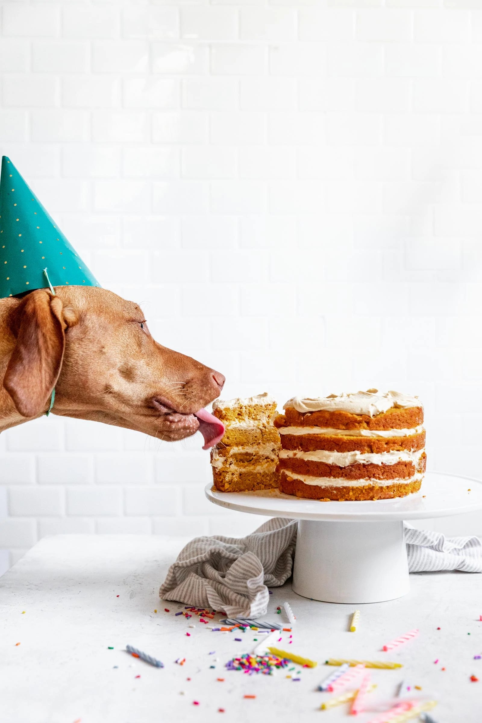 Dog Birthday Cake Recipe How to Make Cake for Your Dog!