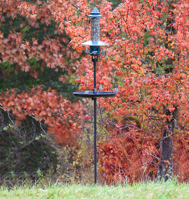 SquirrelBuster® Pole Adapter Brome®