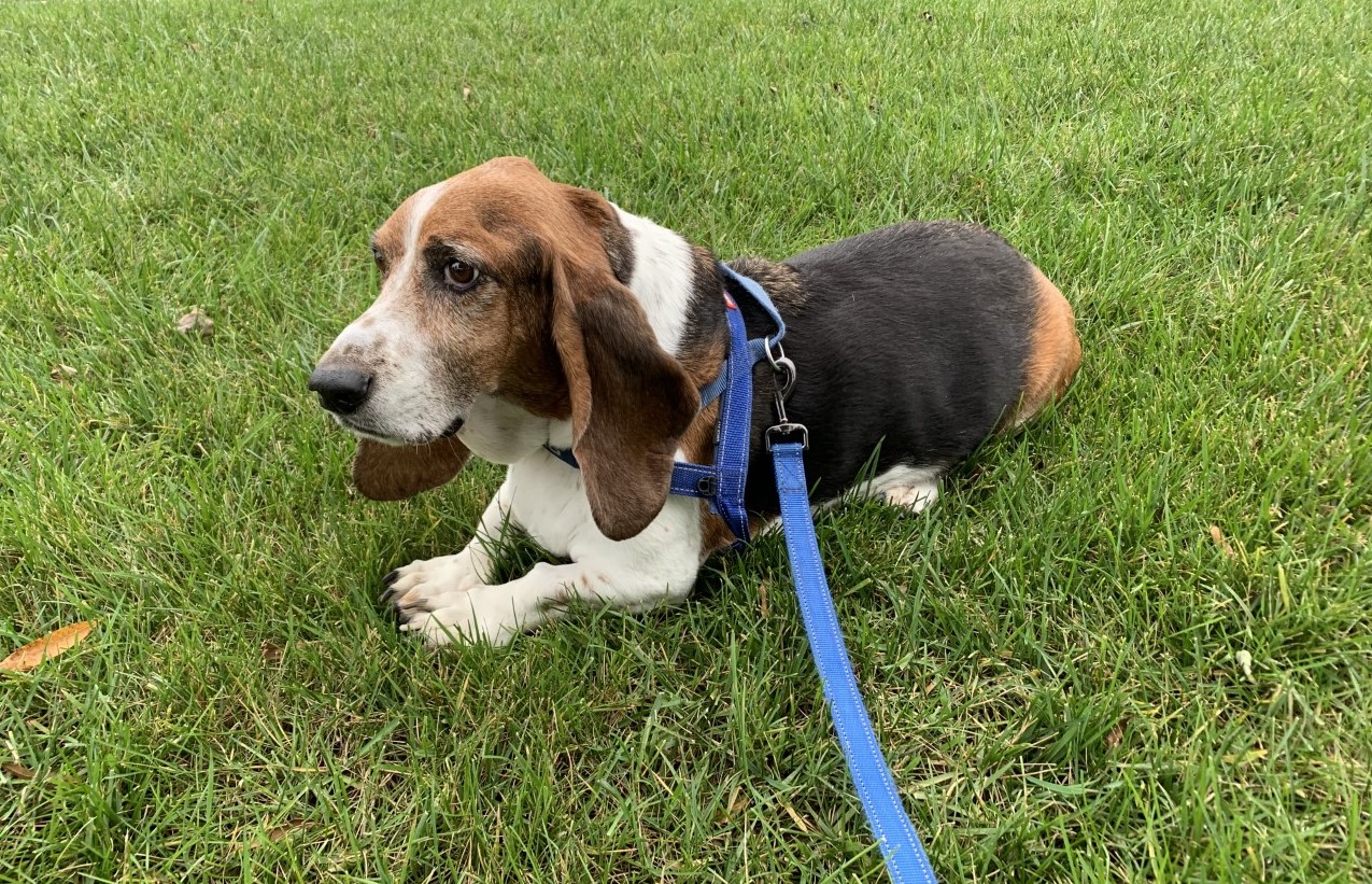 Baxter passed in 2020 owned by Nicholas and Jennifer Brown BROOD