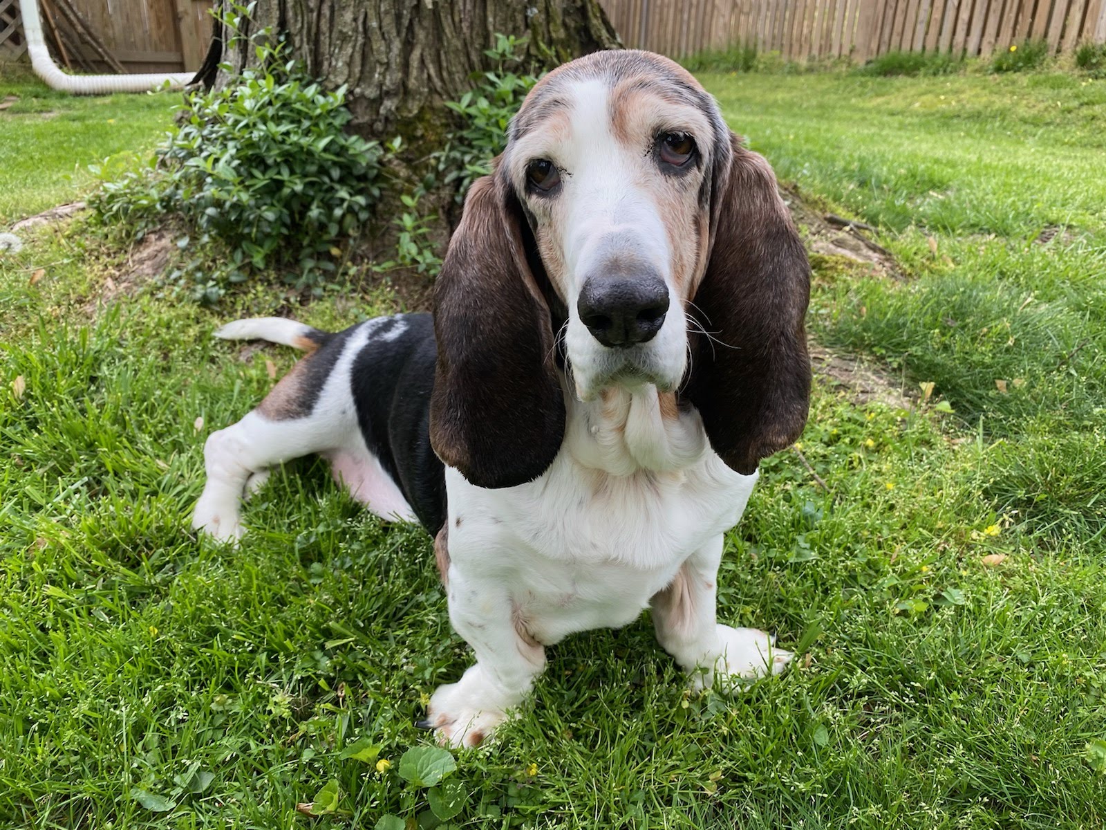 Lexi passed in 2021 owned by Stephanie, Jaide, and Yadira BROOD