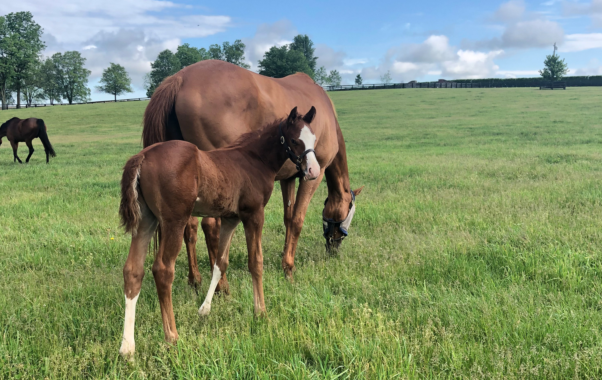 to Brookdale A Premier Boarding and Sales Preparation Facility