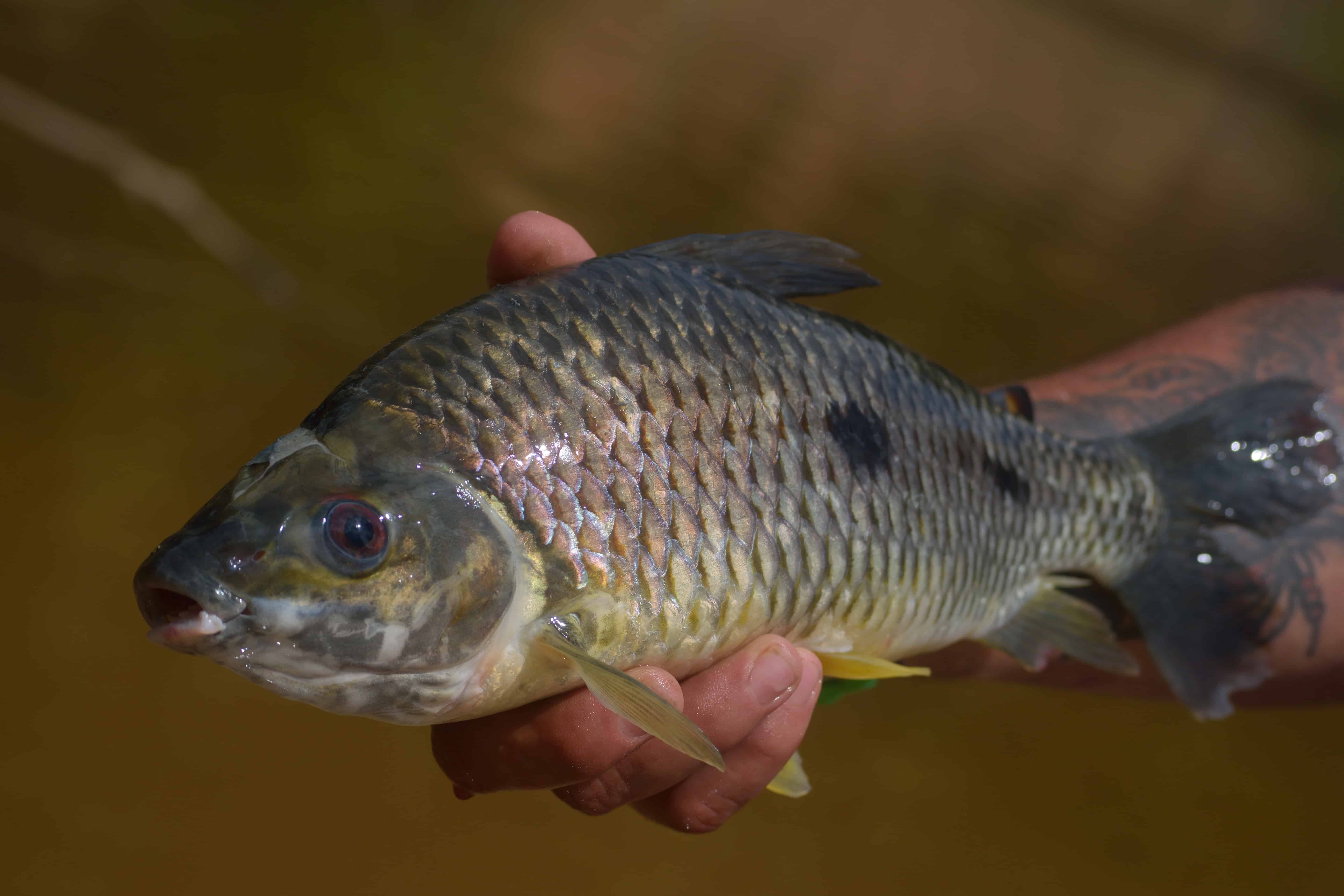 Guyana Paradise for the Adventurous Angler Brookdog Fishing