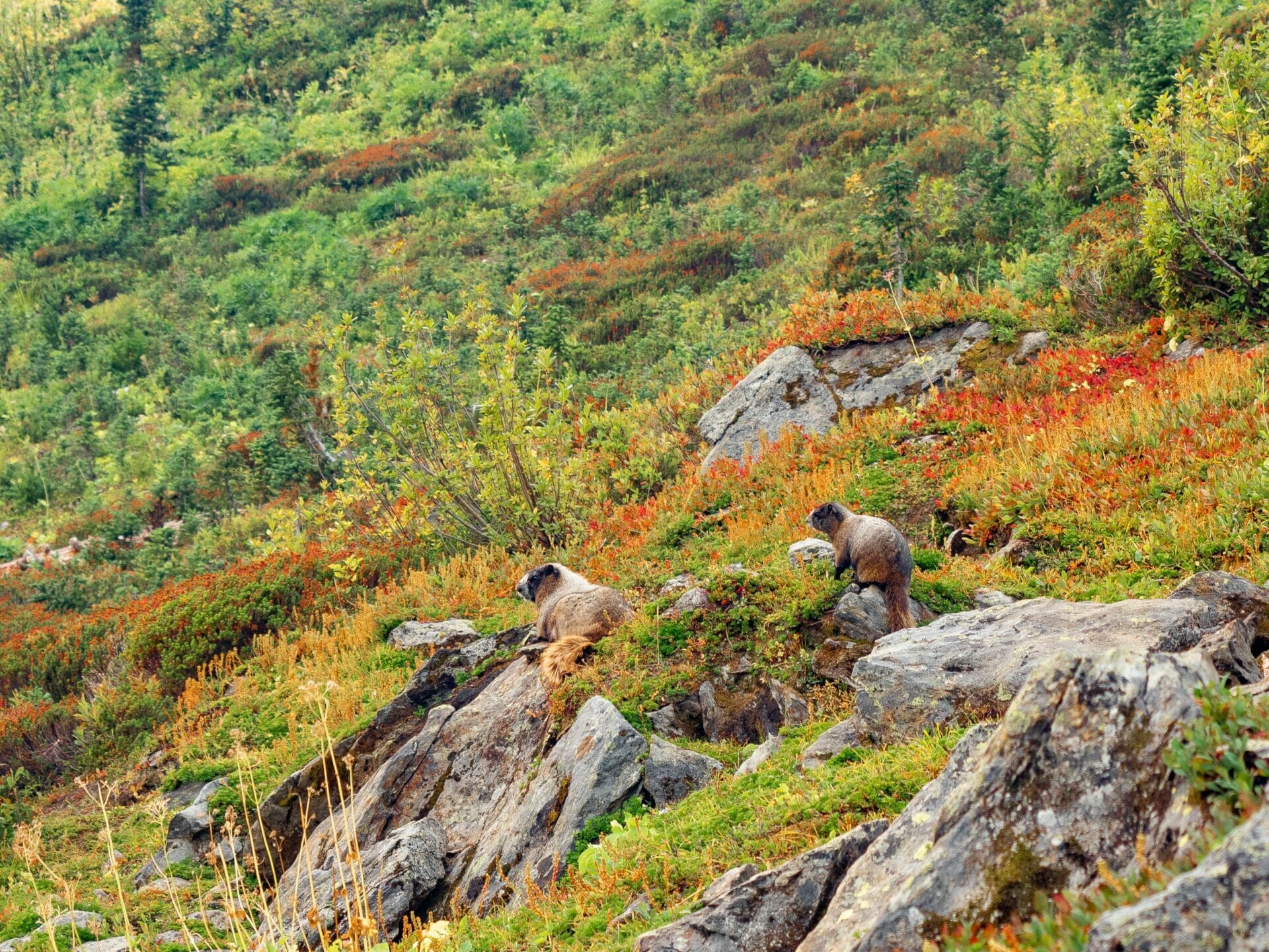 wildlife marmots Alpine Lakes Wilderness