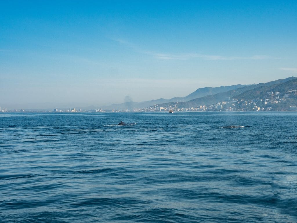 Whale watching Puerto Vallarta Jalisco Mexico