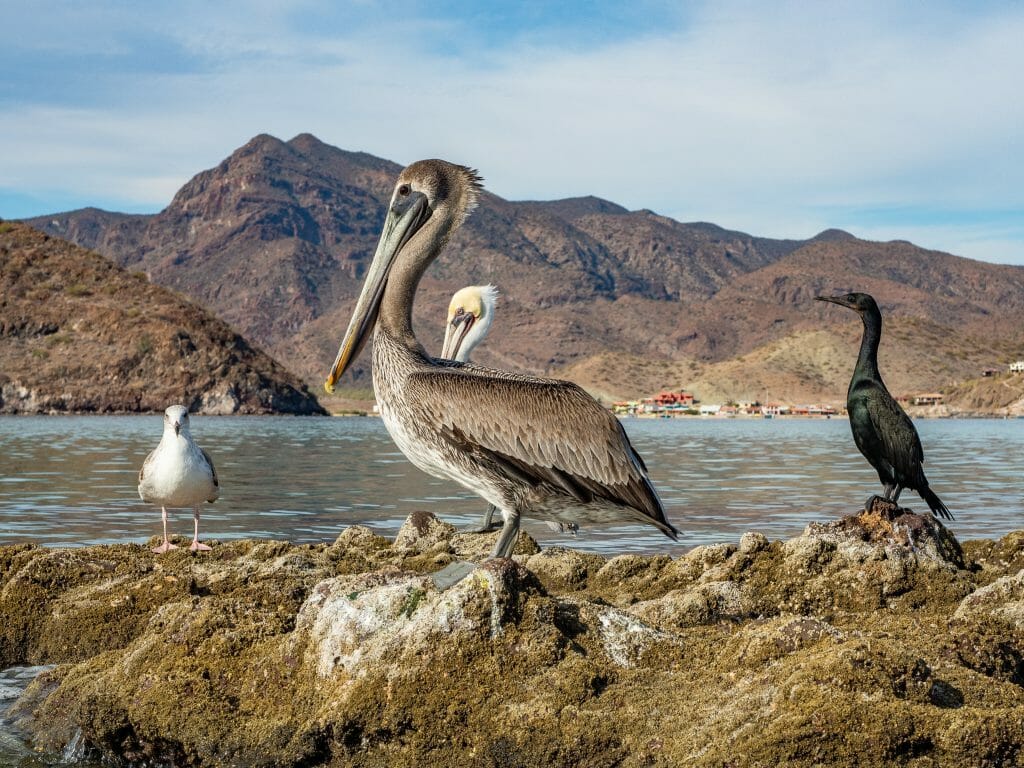 Bahia Concepcion Baja California Sur Mexico vanlife