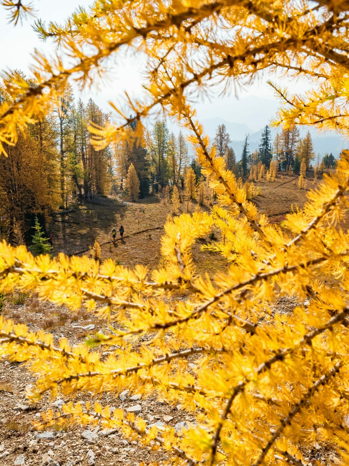 Lake Chelan Summit Trail hike golden larch Stehekin