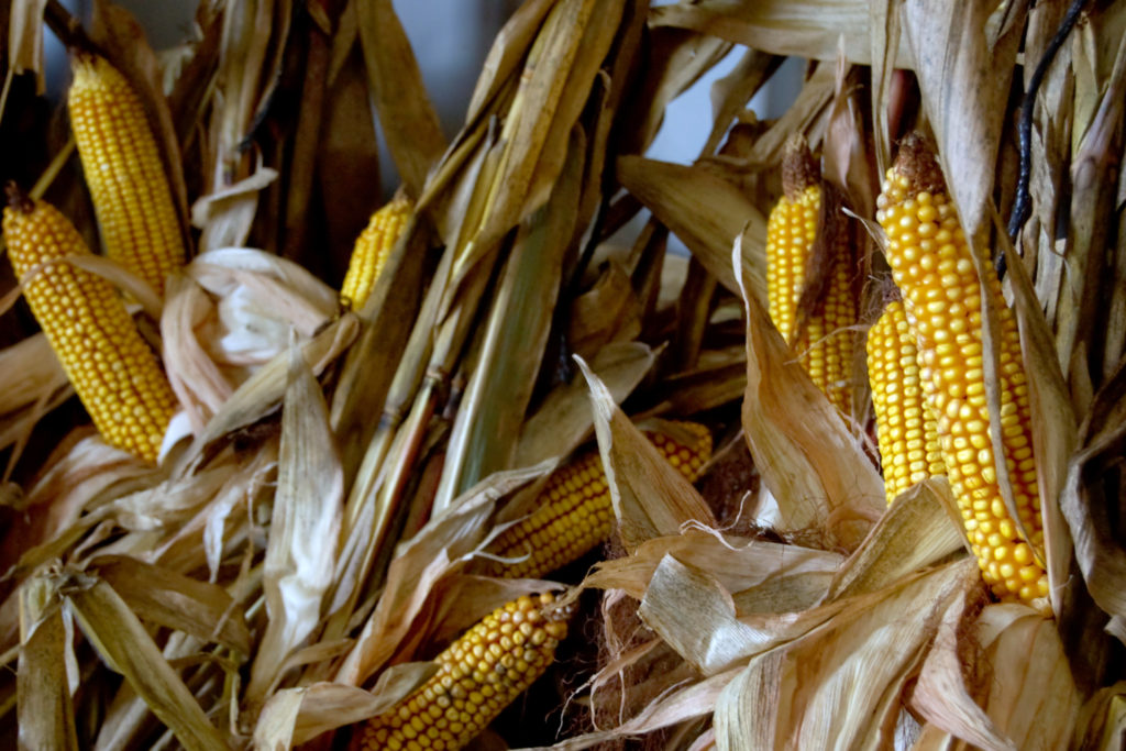 Corn Shocks Brookfield Pumpkins