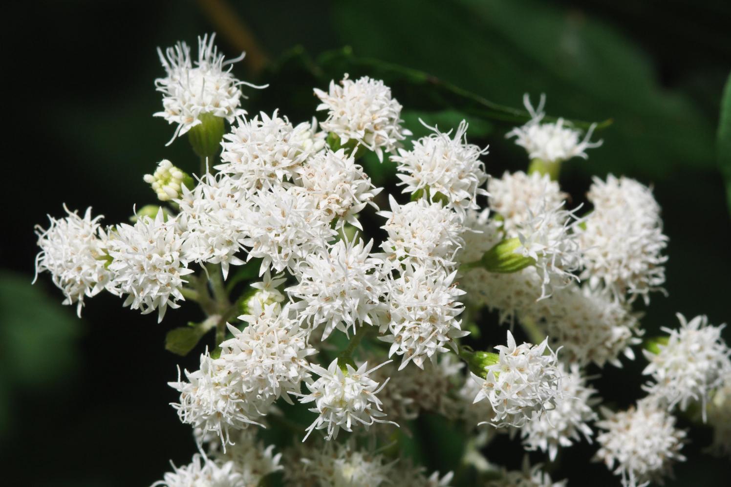 Featured Plant White Snakeroot Brooklyn Bridge Park