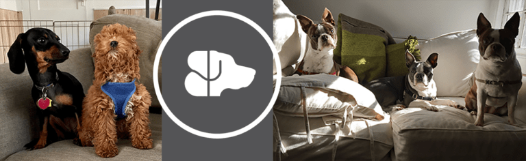 boarding Brooklyn Dog Walk