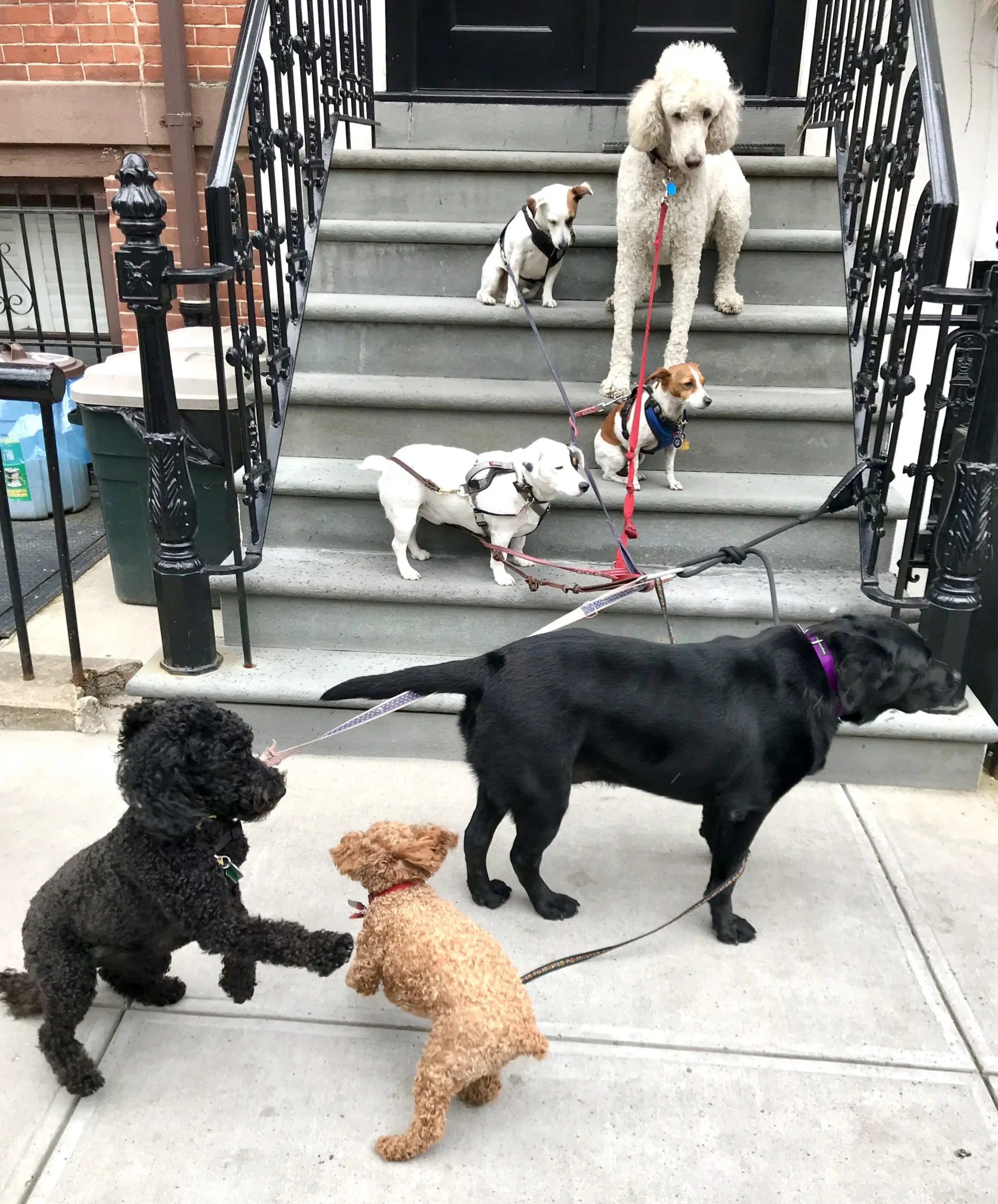 0C5284E22DF74DD5BAAB9C6856D8A01E Brooklyn Dog Walk