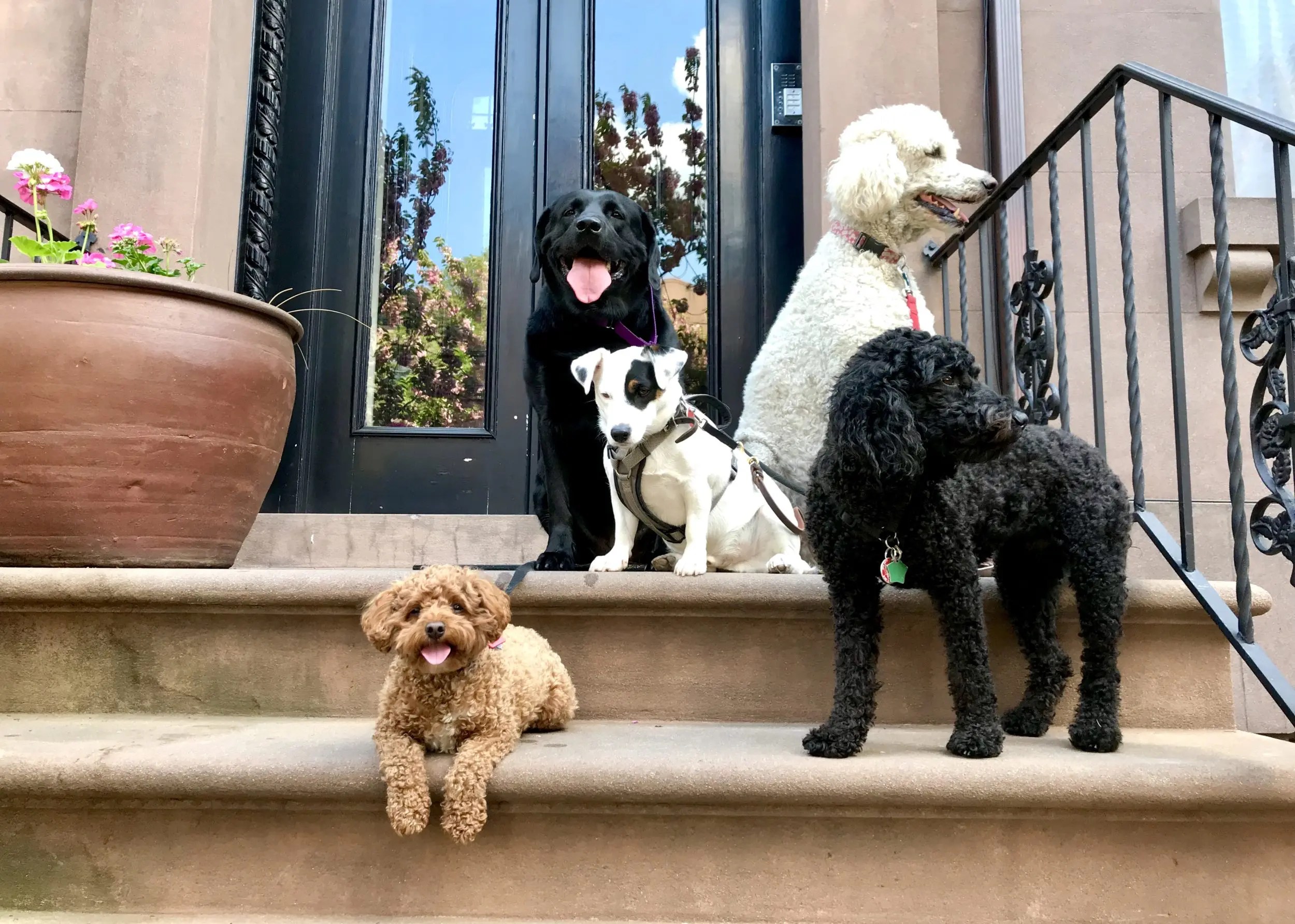 211F47C24986450EA0C8985A1DC5E1D0 Brooklyn Dog Walk