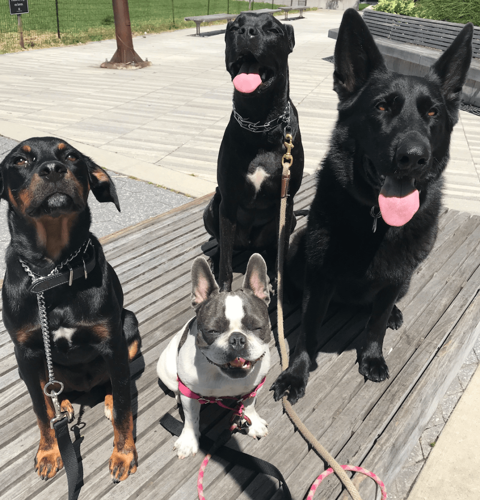 TRAINING Brooklyn K9