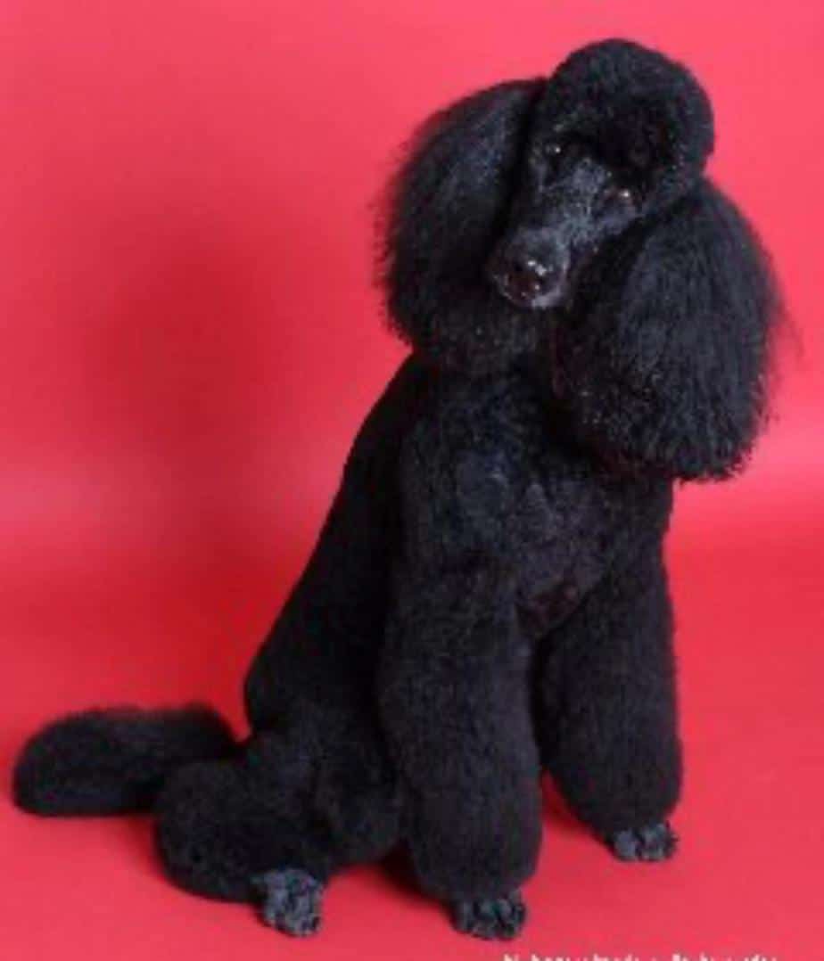 Pet Groomers In Brooklyn Dog & Cat Grooming At Brooklyn