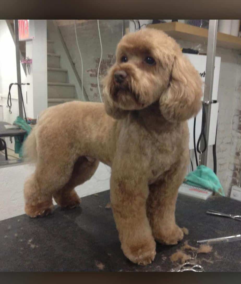 Pet Groomers In Brooklyn Dog & Cat Grooming At Brooklyn