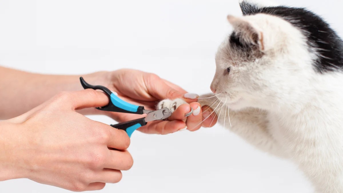 Painless Cat Grooming Brooklyn Pet Spa