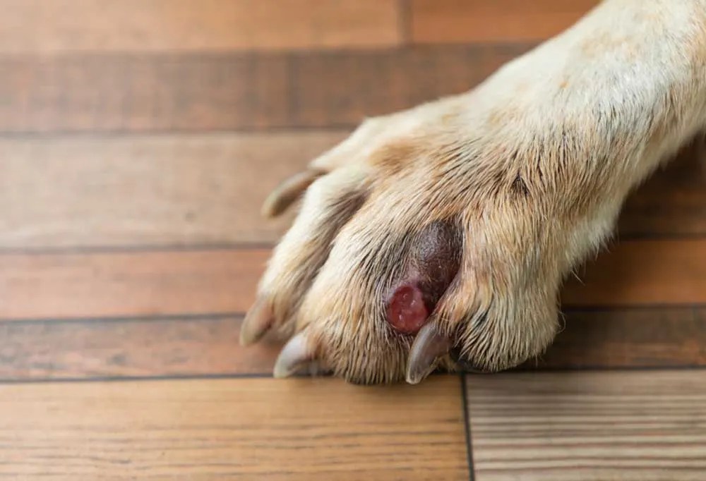 11 Dog Paw Infections Causes, Symptoms, and Treatments