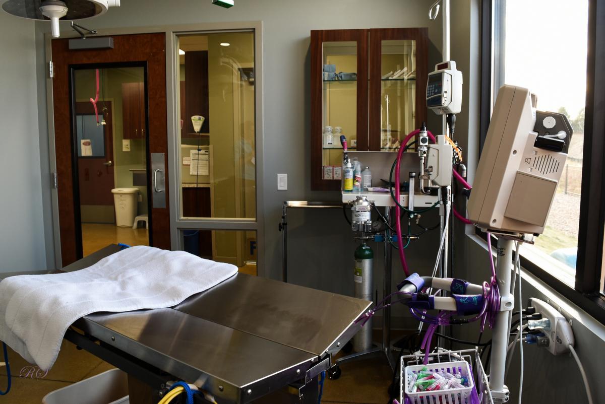 Clinic Tour Brooklyn Veterinary Services