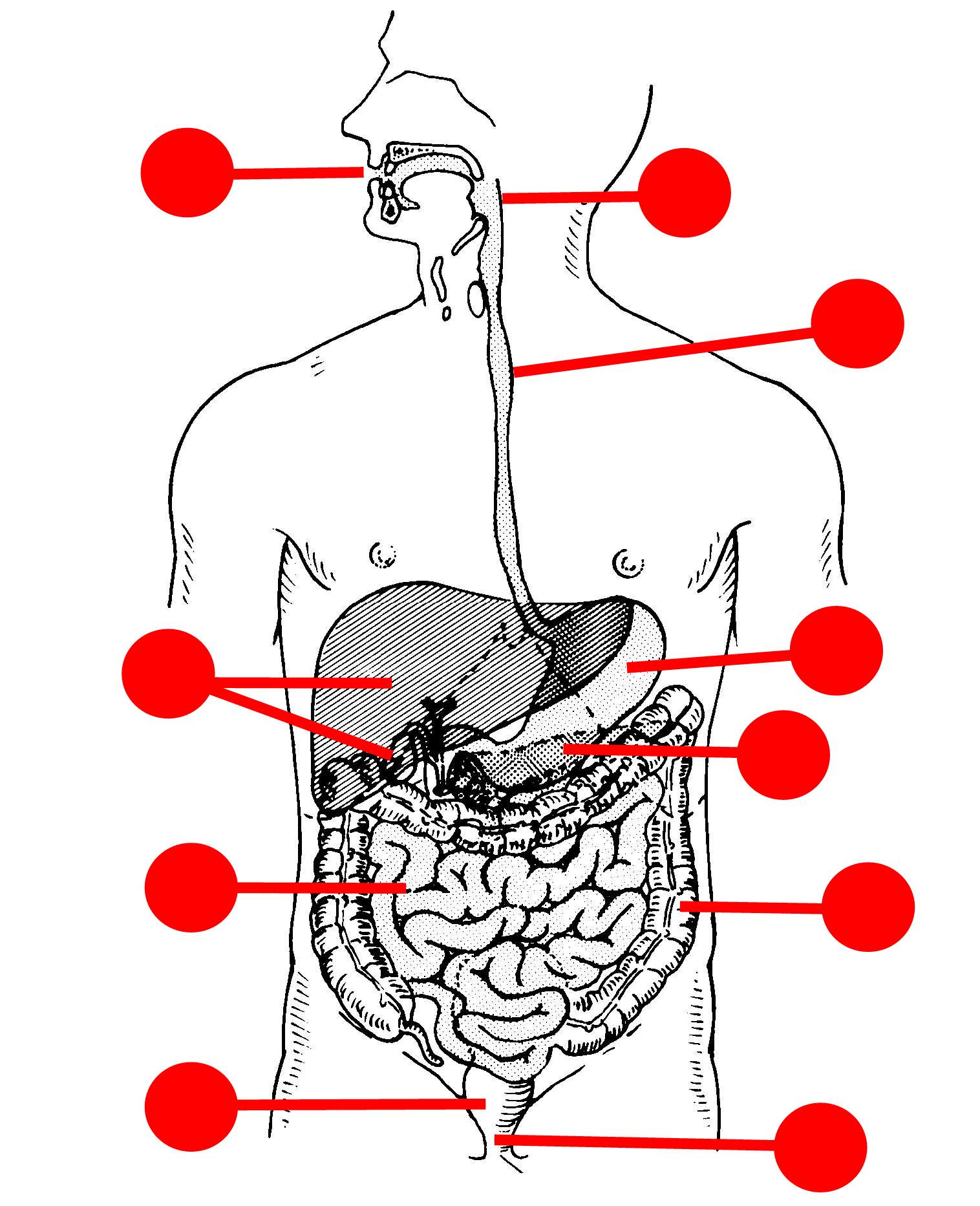 Digestive System Diagram Black And White Unlabelled