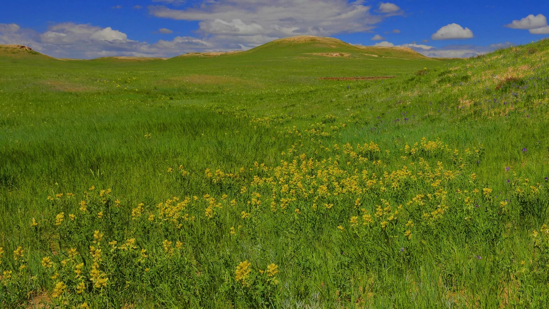 Buying Your Dream Horse Property 6 Things to Avoid The Brooks Companies