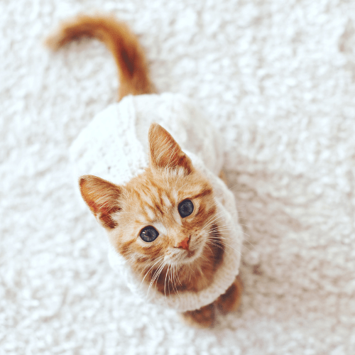 Recurring Housekeeping & Maid Services Near Montgomery & Millbrook AL