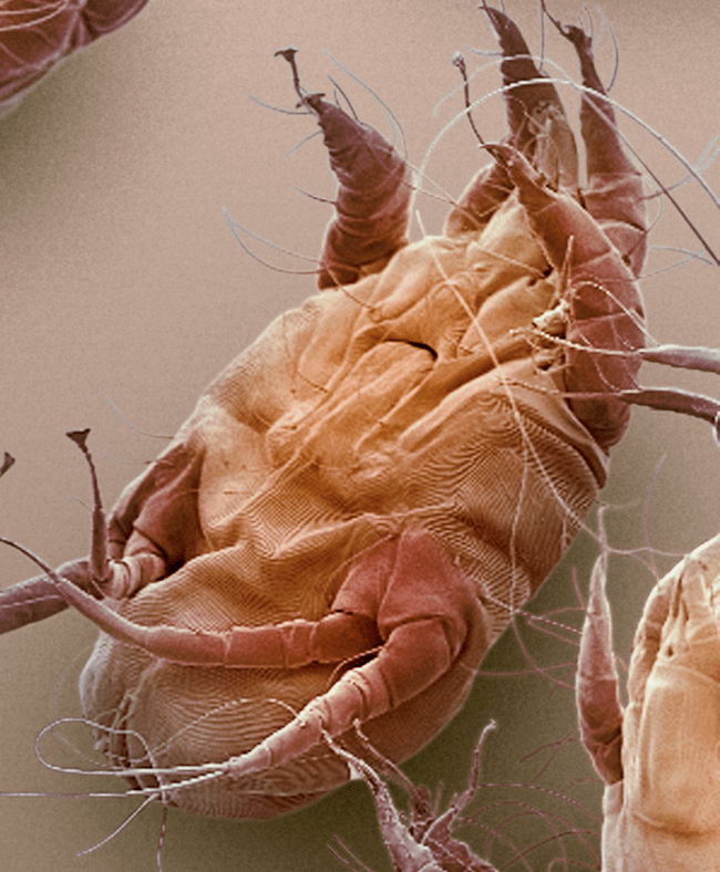 Mange • Broome Veterinary Hospital