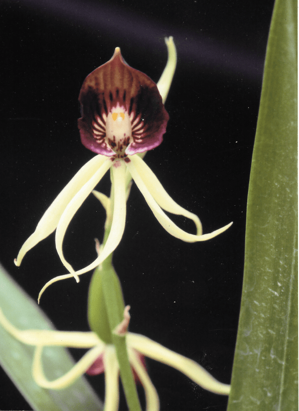 Native orchids of South Florida Broward Native Orchids