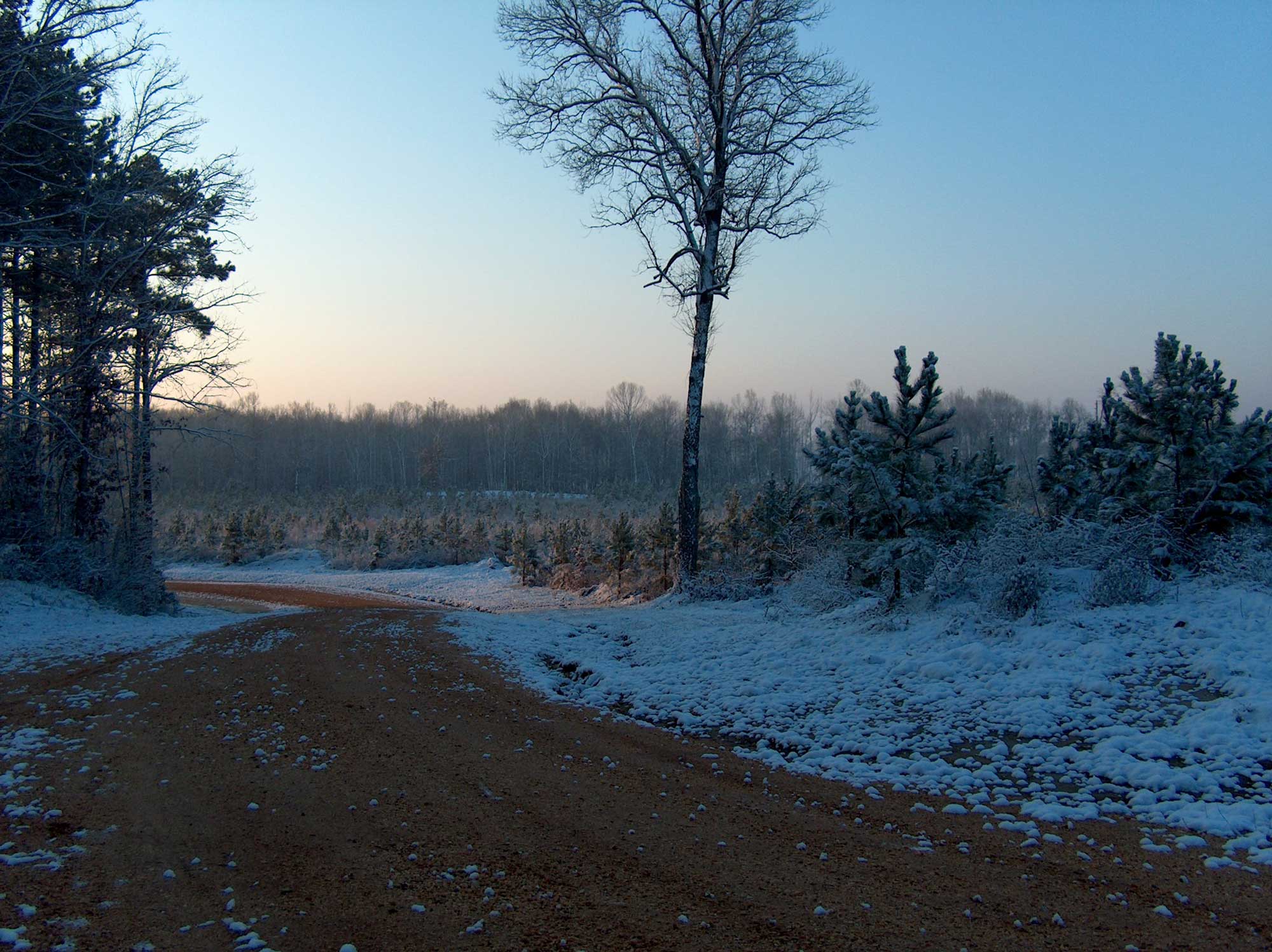 Timber Land and Forestland Management Brown & Brown Land and Timber, LLC