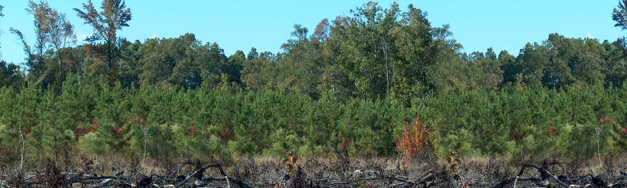 5pfeature21 Brown & Brown Land and Timber, LLC