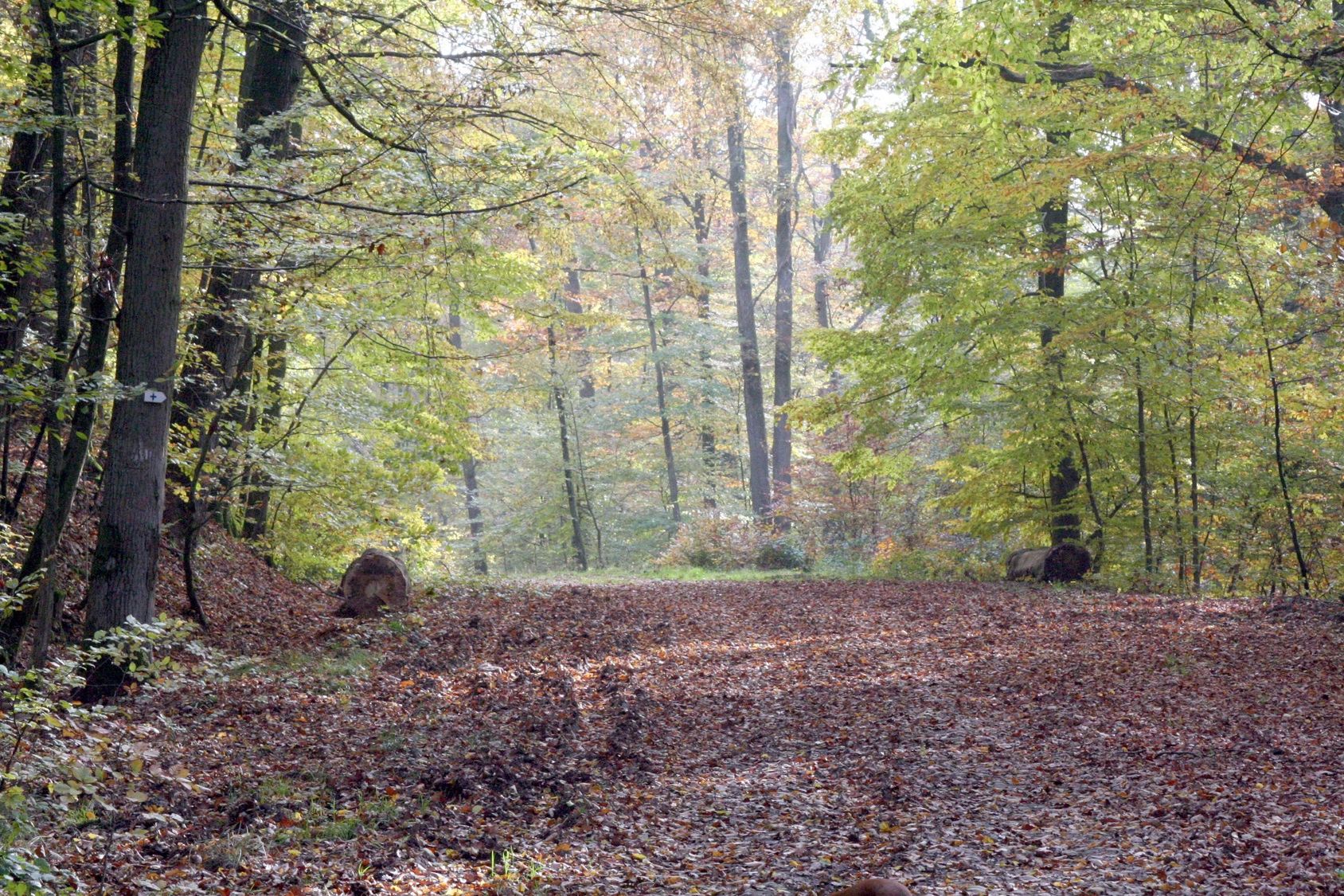 115423 Brown & Brown Land and Timber, LLC