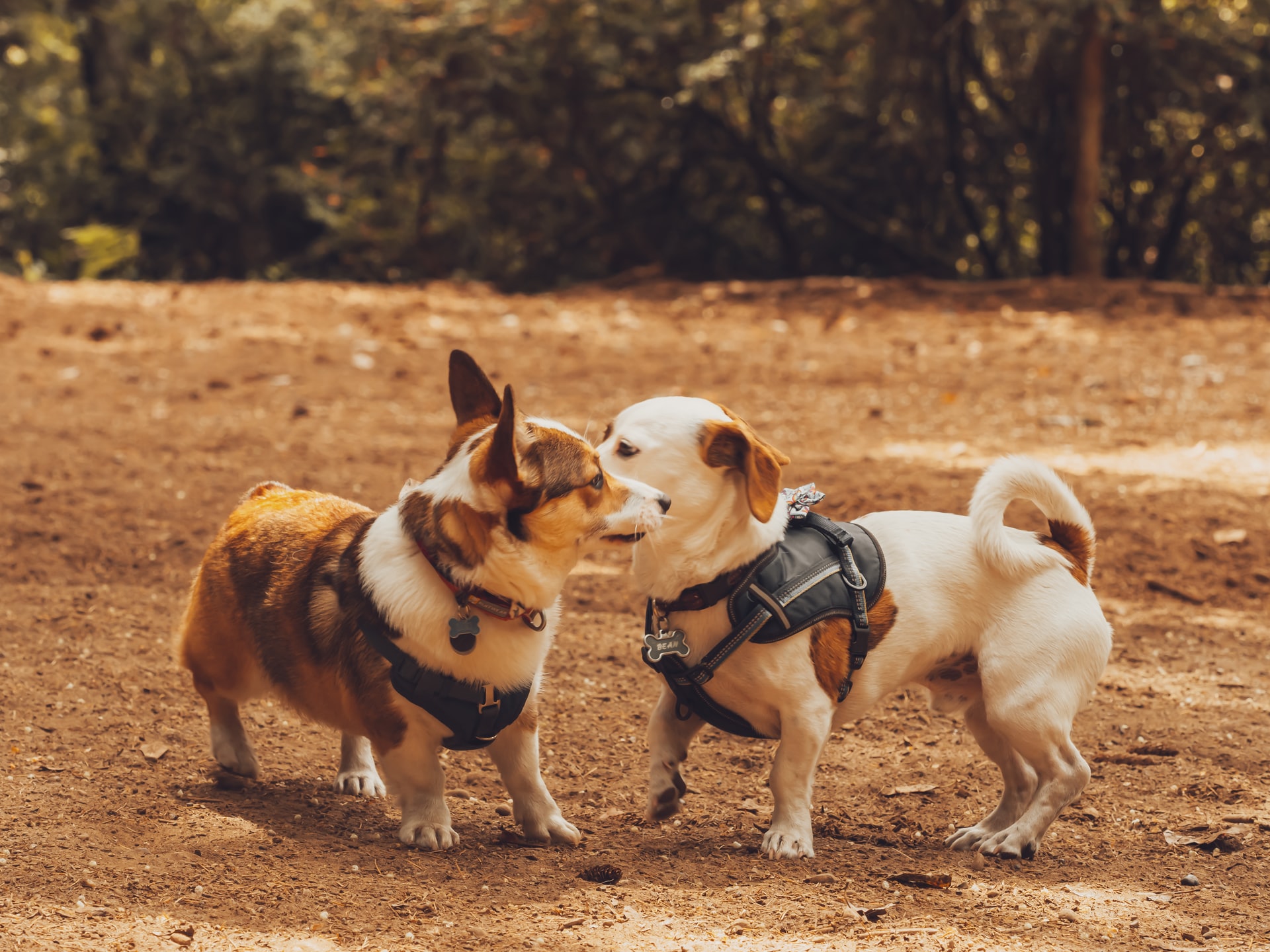 Atlanta's Top Dog Parks Compass Atlanta Realty