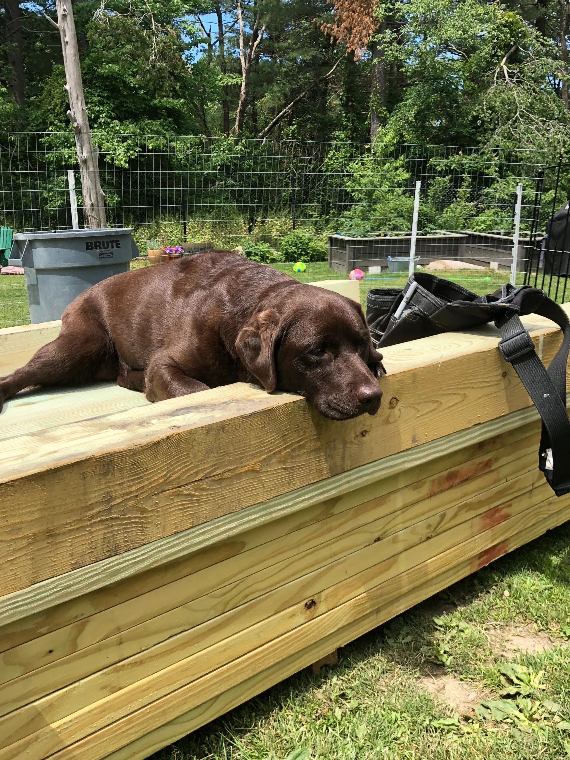 to Brown Dog Builders Renovate Your Dreams, Redefine Your Space. Brown Dog Builder