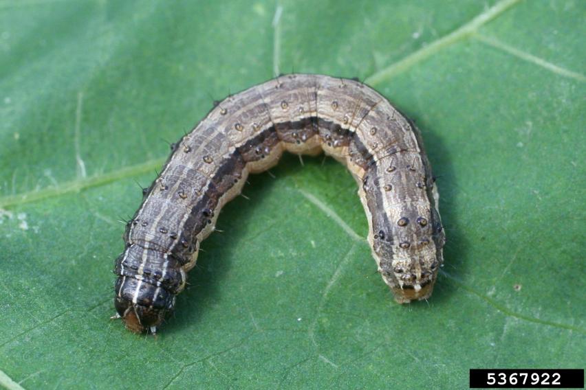 Armyworms are impacting hay production but extent of damage unknown
