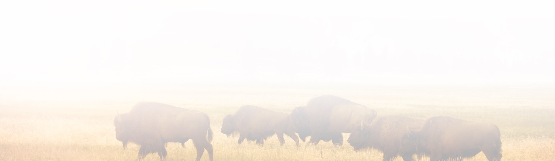 Cade Browning Browning Law Firm, PLLC Abilene, Texas