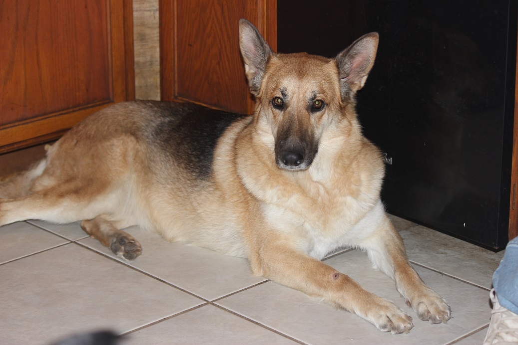 German Shepherd Breeders Michigan