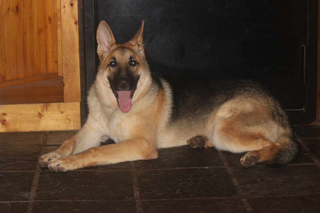 German Shepherd Breeder Michigan