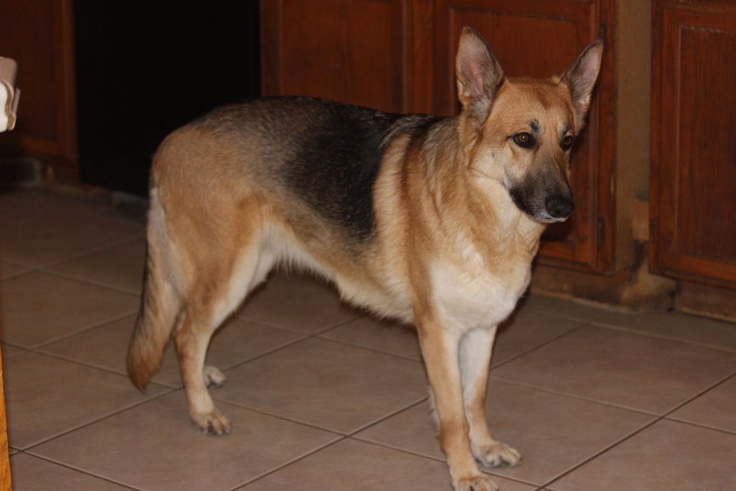 German Shepherd Breeders in Michigan