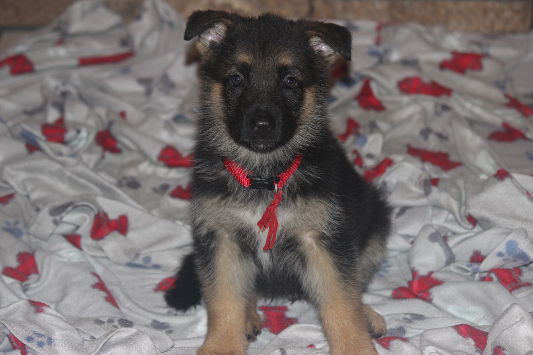 German Shepherd Breeder Michigan