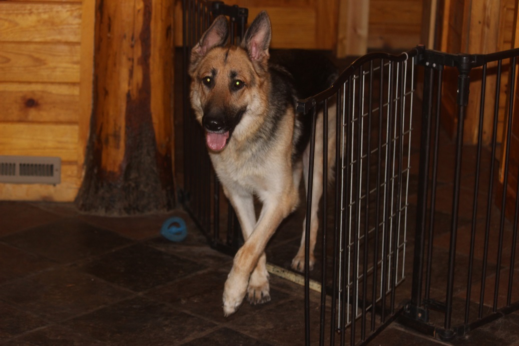 German Shepherd Breeders in Michigan